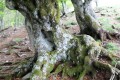 arbres aubrac